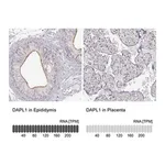 Merck Anti-DAPL1 antibody produced in rabbit