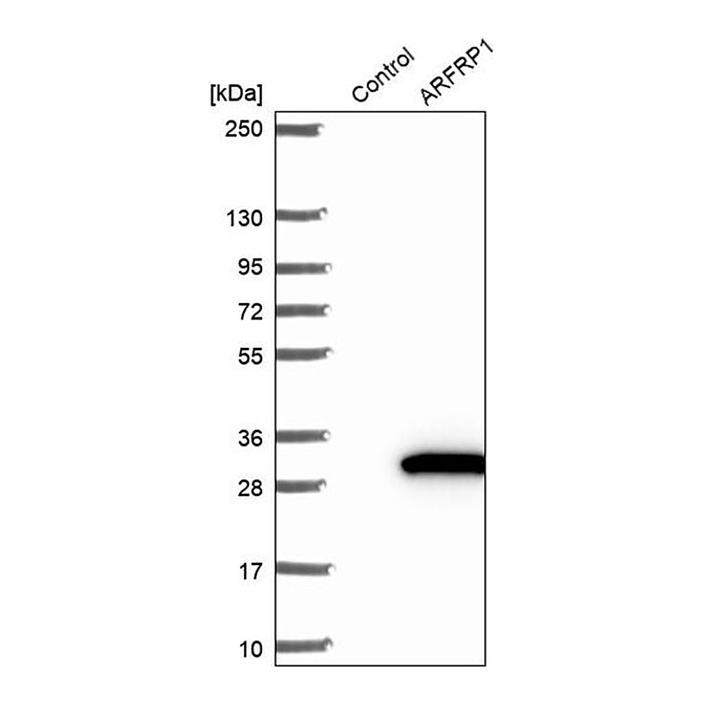 Merck Anti-ARFRP1 antibody produced in rabbit