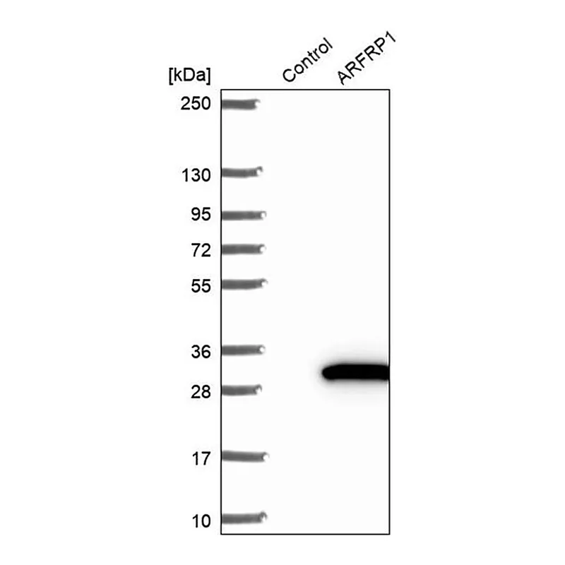 Merck Anti-ARFRP1 antibody produced in rabbit