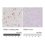 Merck Anti-POU6F1 antibody produced in rabbit