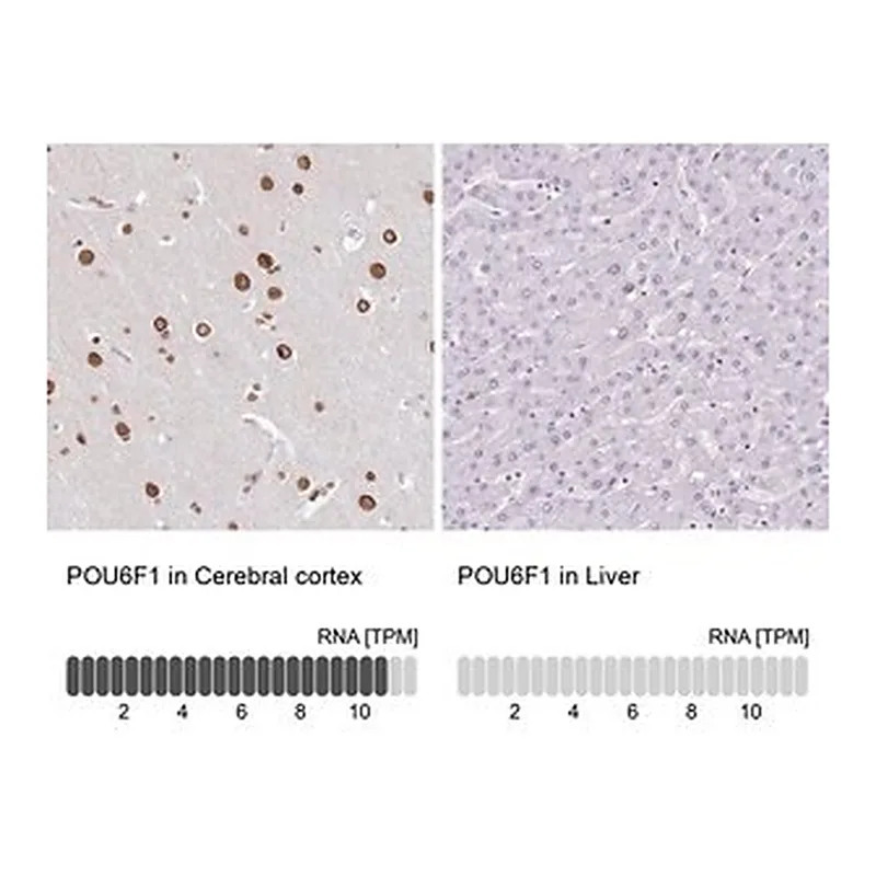 Merck Anti-POU6F1 antibody produced in rabbit