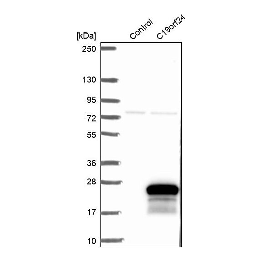 Merck Anti-C19orf24 antibody produced in rabbit