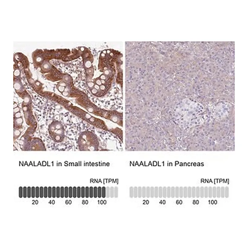 Merck Anti-NAALADL1 antibody produced in rabbit