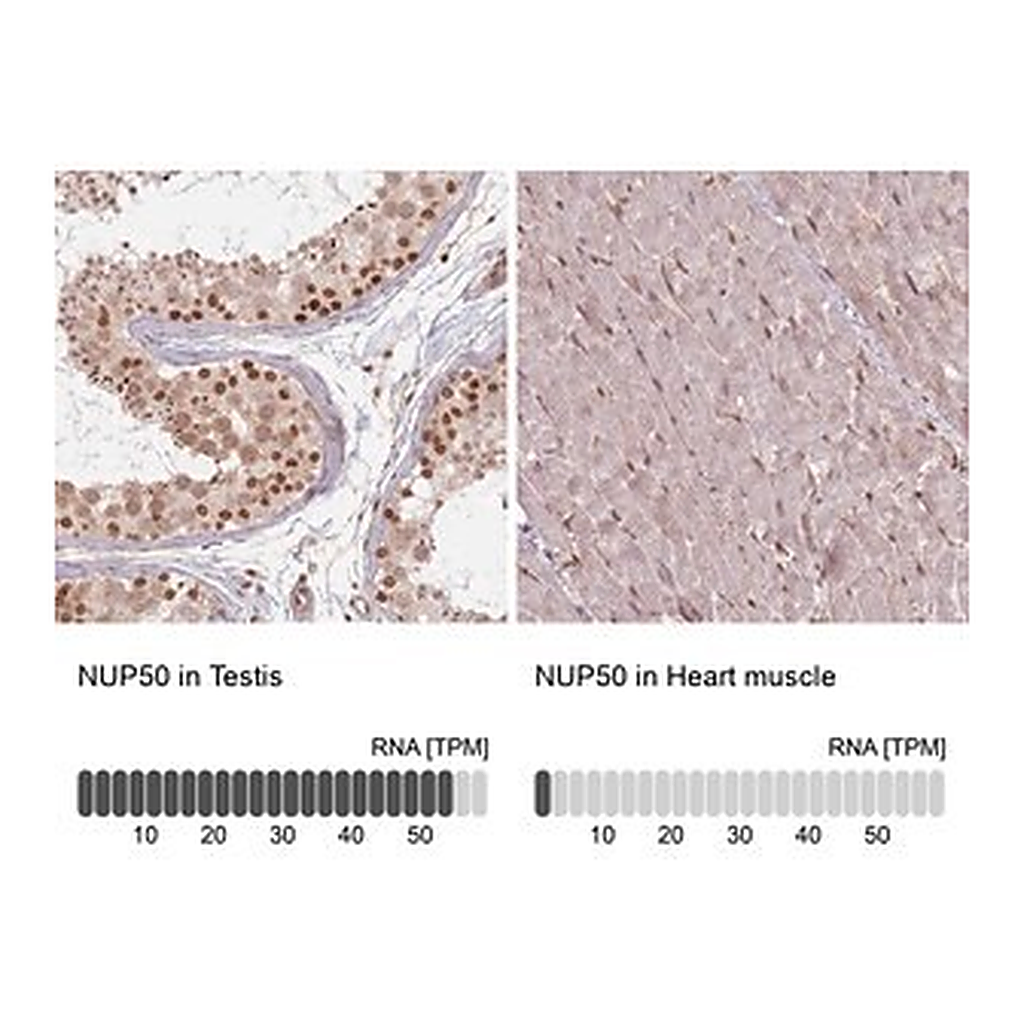 Merck Anti-NUP50 antibody produced in rabbit