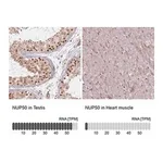 Merck Anti-NUP50 antibody produced in rabbit