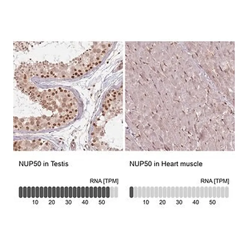 Merck Anti-NUP50 antibody produced in rabbit