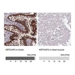 Merck Anti-KRTCAP3 antibody produced in rabbit