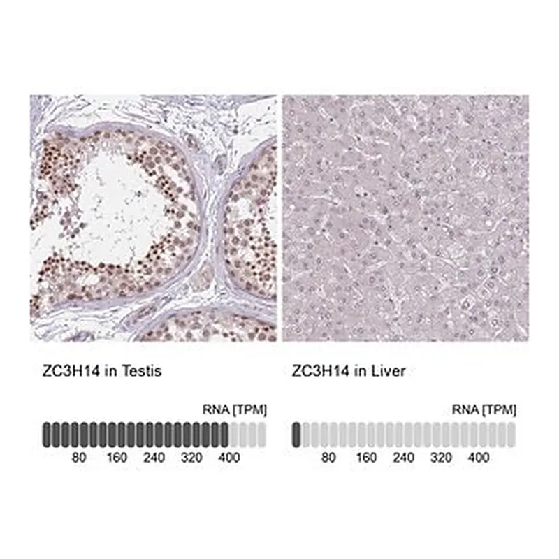Merck Anti-ZC3H14 antibody produced in rabbit