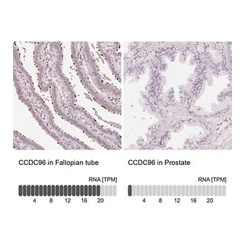 Merck Anti-CCDC96 antibody produced in rabbit