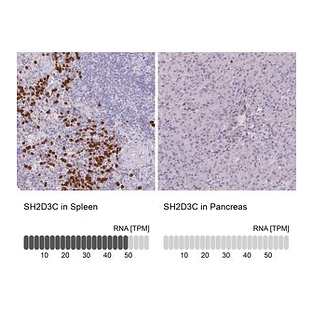 Merck Anti-SH2D3C antibody produced in rabbit