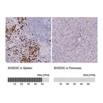 Merck Anti-SH2D3C antibody produced in rabbit