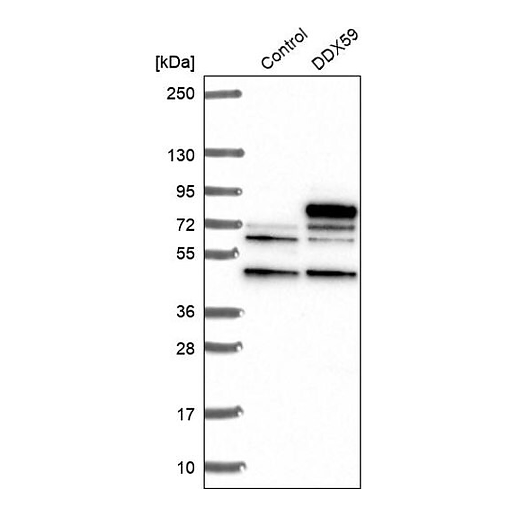 Merck Anti-DDX59 antibody produced in rabbit