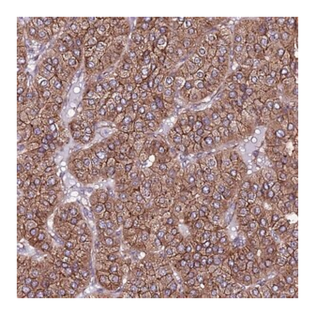 Merck Anti-EI24 antibody produced in rabbit
