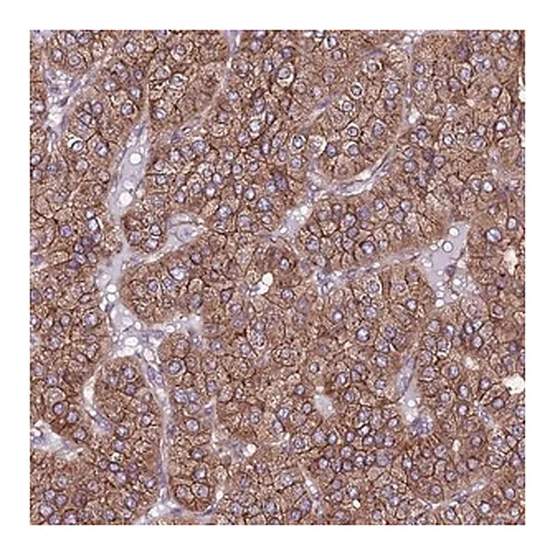 Merck Anti-EI24 antibody produced in rabbit