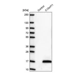 Merck Anti-C10ORF11 antibody produced in rabbit