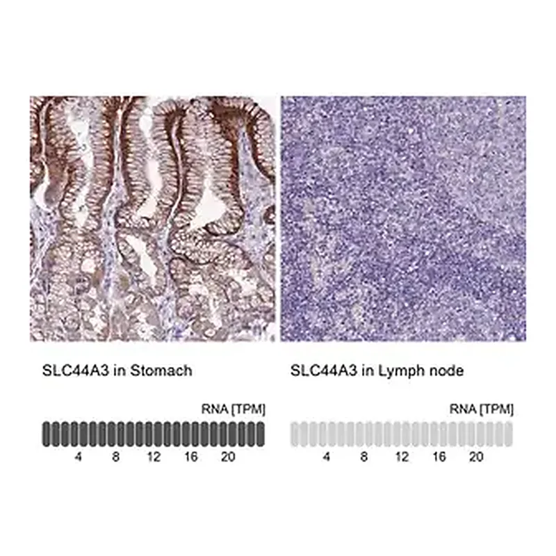 Merck Anti-SLC44A3 antibody produced in rabbit