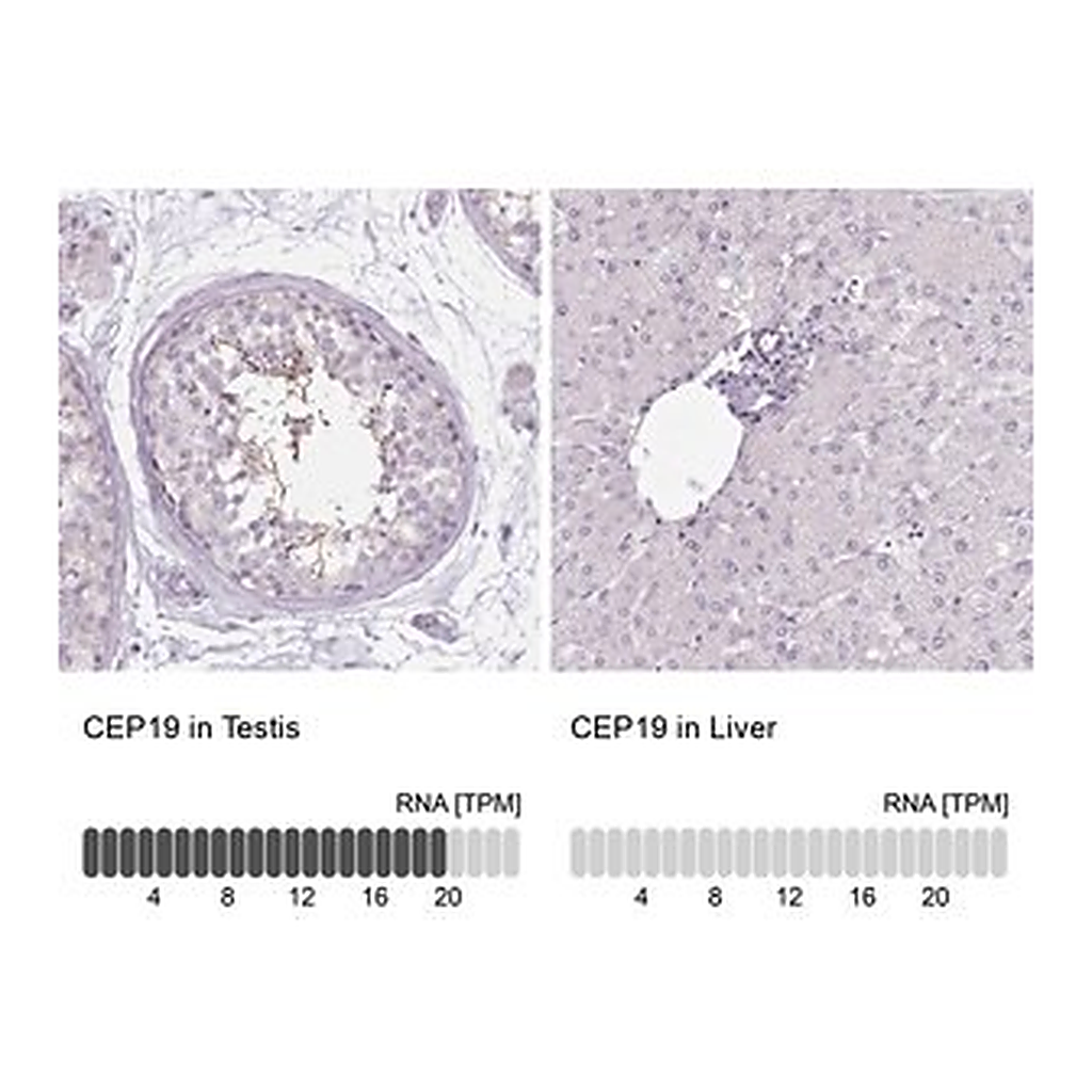 Merck Anti-CEP19 antibody produced in rabbit