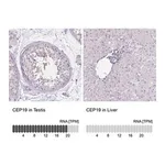 Merck Anti-CEP19 antibody produced in rabbit