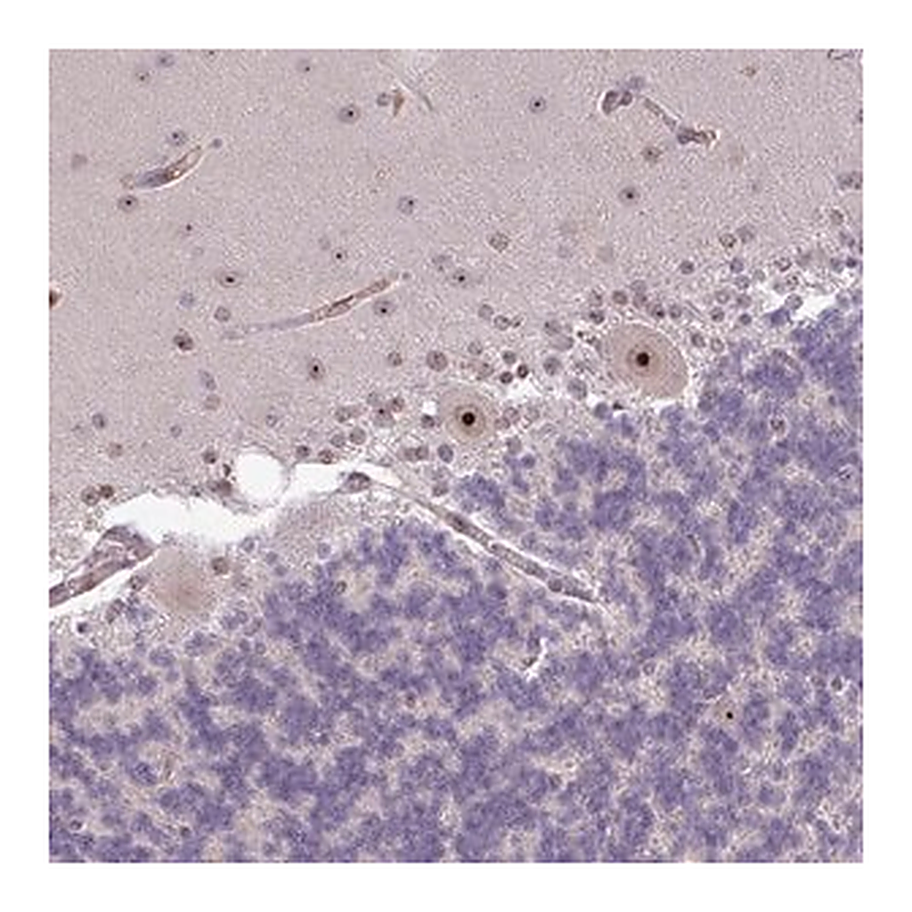Merck Anti-RRN3 antibody produced in rabbit