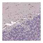 Merck Anti-RRN3 antibody produced in rabbit