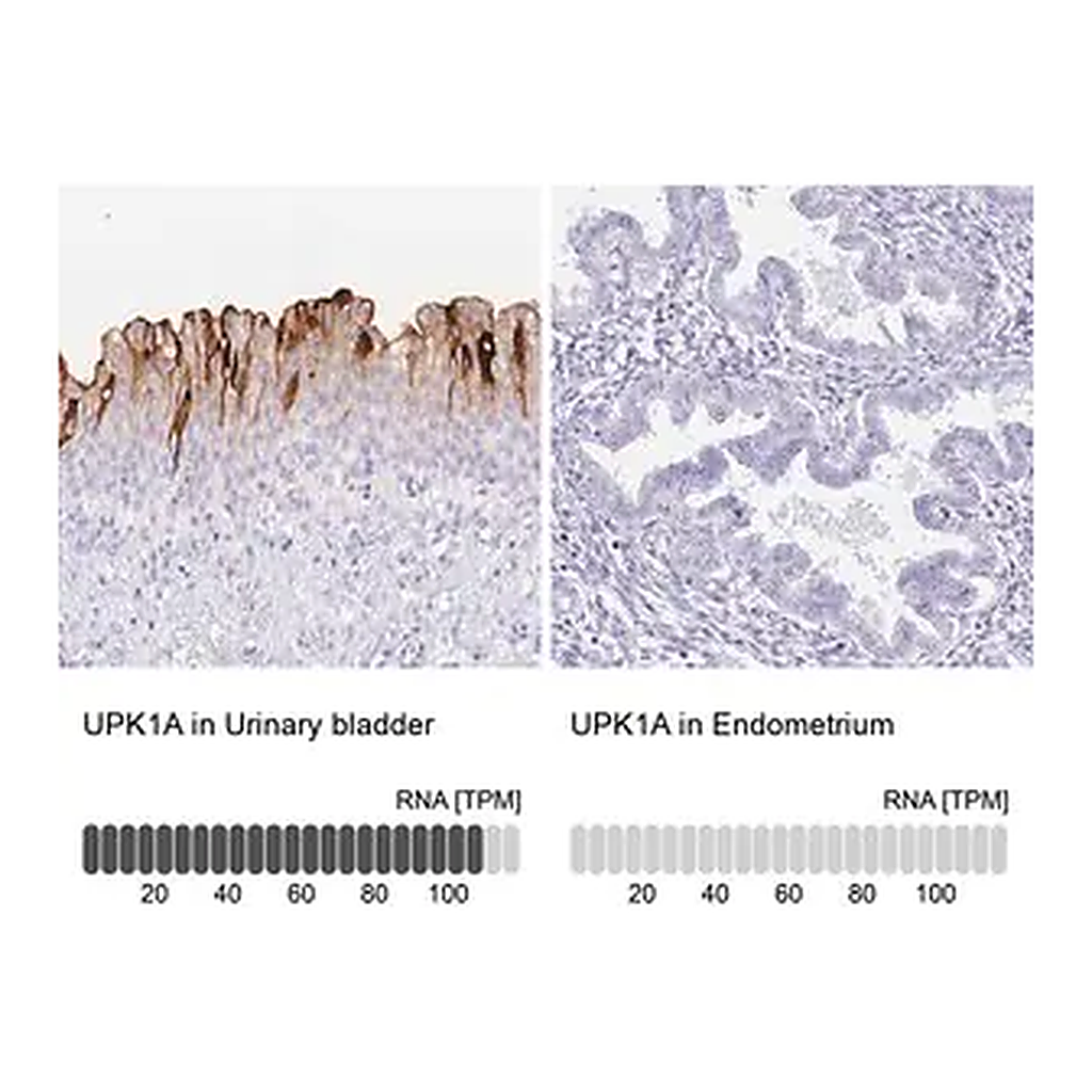 Merck Anti-UPK1A antibody produced in rabbit