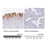 Merck Anti-UPK1A antibody produced in rabbit
