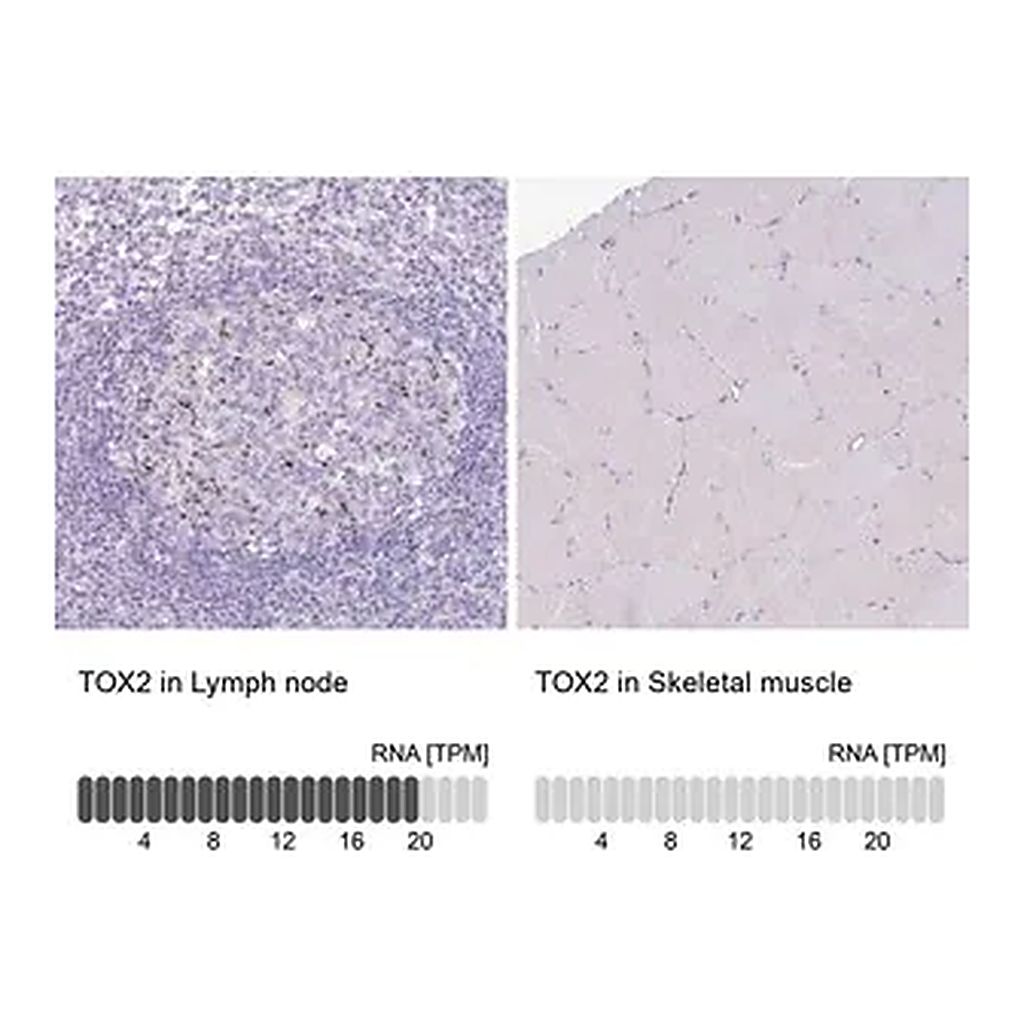 Merck Anti-TOX2 antibody produced in rabbit