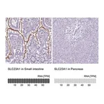 Merck Anti-SLC23A1 antibody produced in rabbit