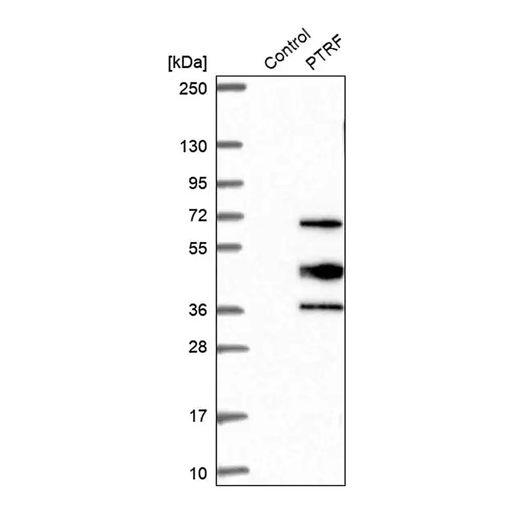 Merck Anti-PTRF antibody produced in rabbit