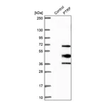 Merck Anti-PTRF antibody produced in rabbit