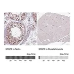 Merck Anti-SRSF9 antibody produced in rabbit