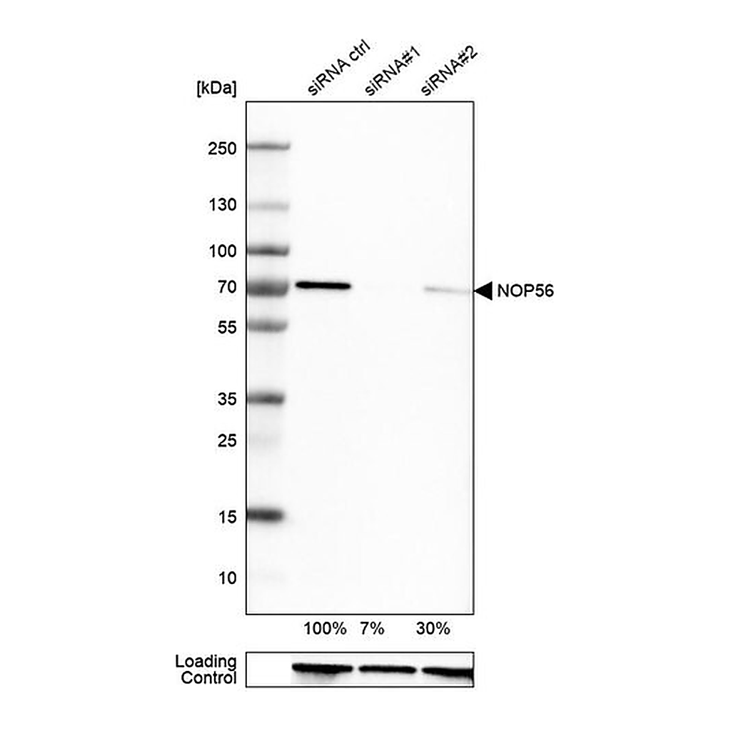 Merck Anti-NOP56 antibody produced in rabbit