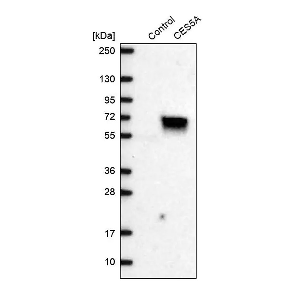 Merck Anti-CES5A antibody produced in rabbit