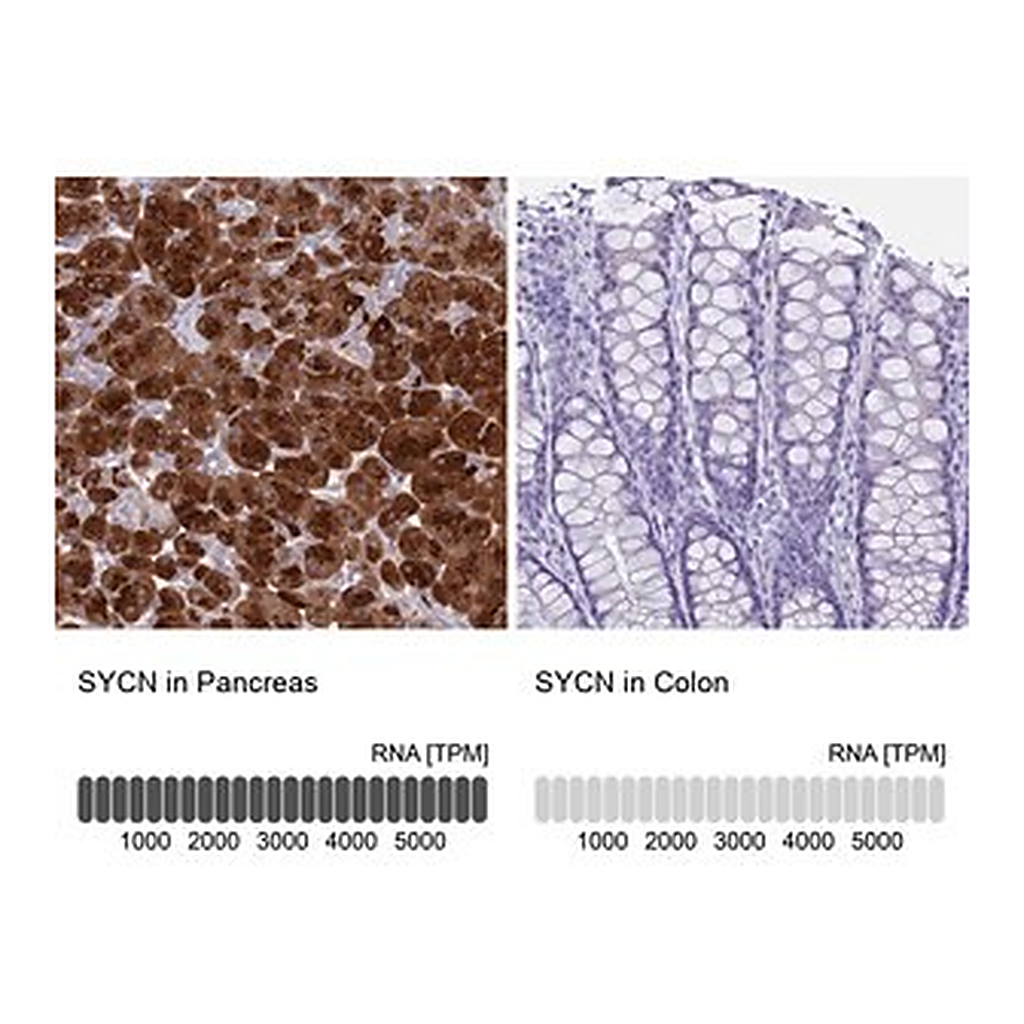 Merck Anti-SYCN antibody produced in rabbit
