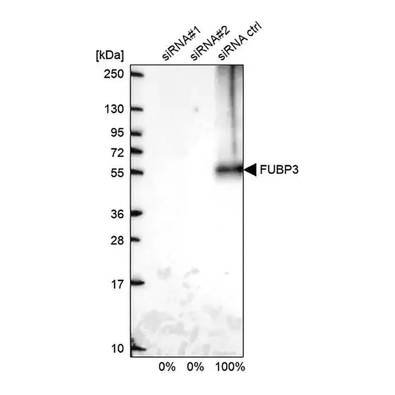 Merck Anti-FUBP3 antibody produced in rabbit