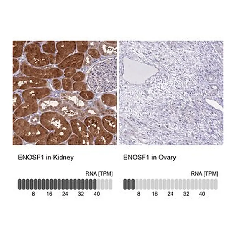 Merck Anti-ENOSF1 antibody produced in rabbit