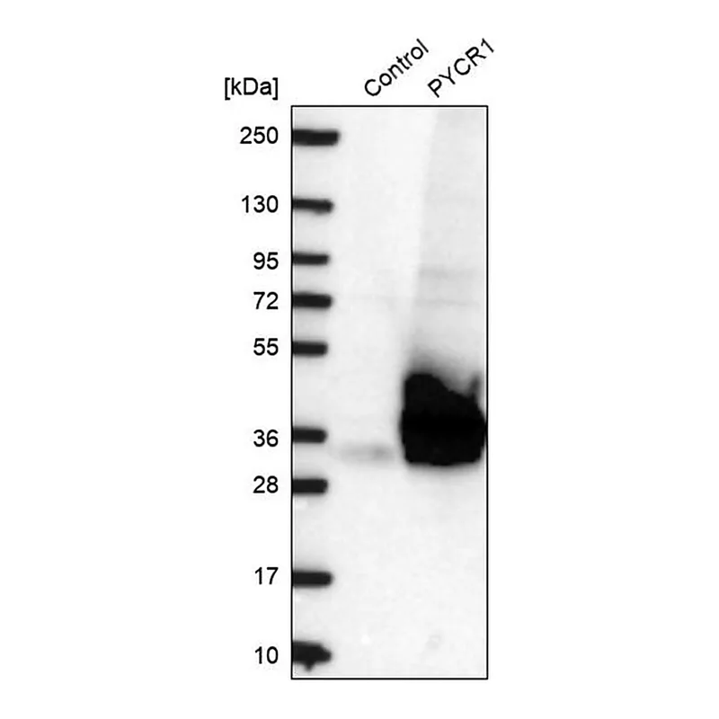 Merck Anti-PYCR1 antibody produced in rabbit