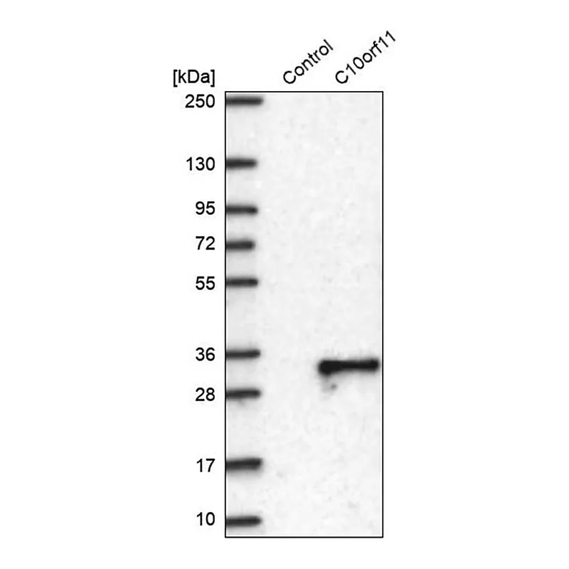 Merck Anti-C10ORF11 antibody produced in rabbit
