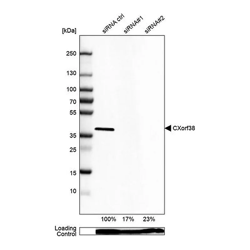 Merck Anti-CXORF38 antibody produced in rabbit