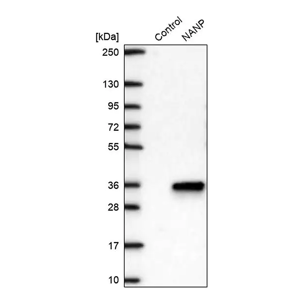 Merck Anti-NANP antibody produced in rabbit