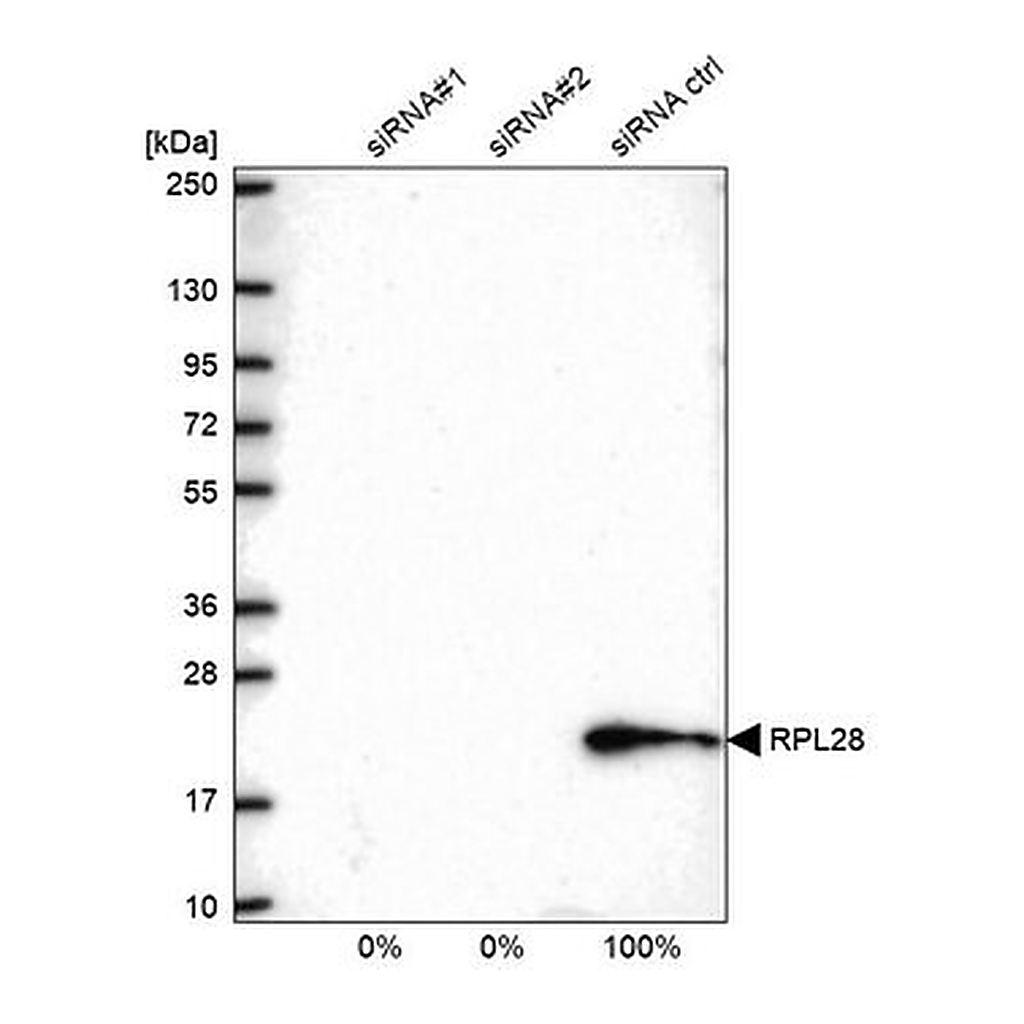Merck Anti-RPL28 antibody produced in rabbit