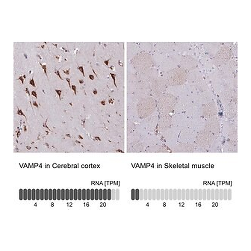 Merck Anti-VAMP4 antibody produced in rabbit