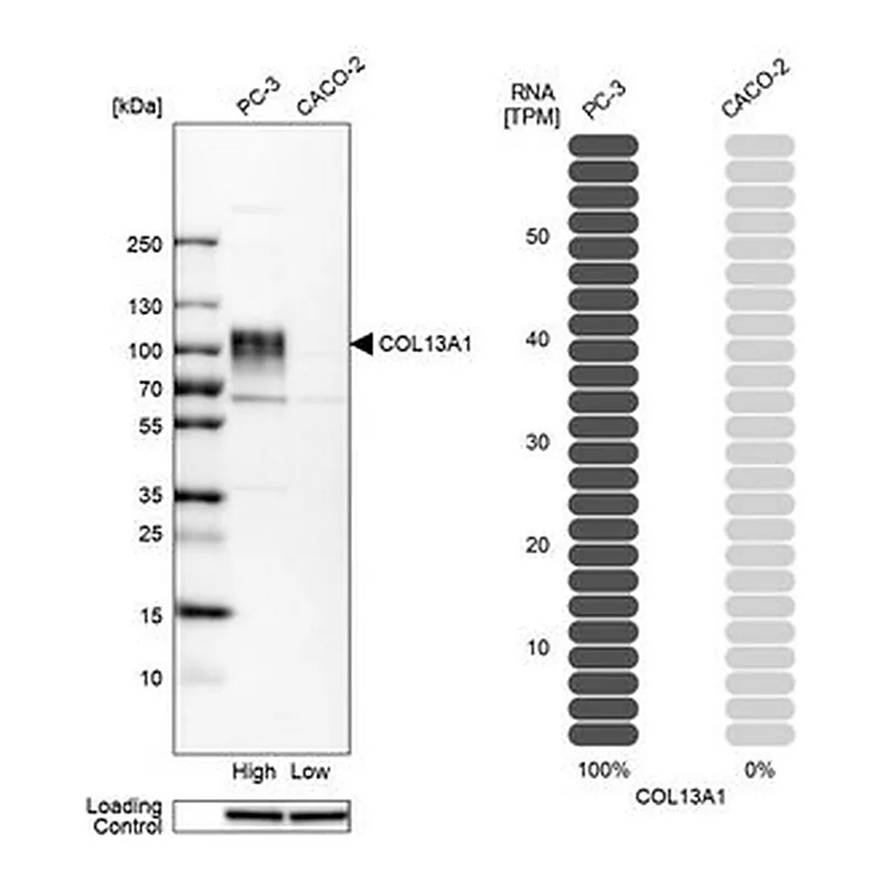 Merck Anti-COL13A1 antibody produced in rabbit