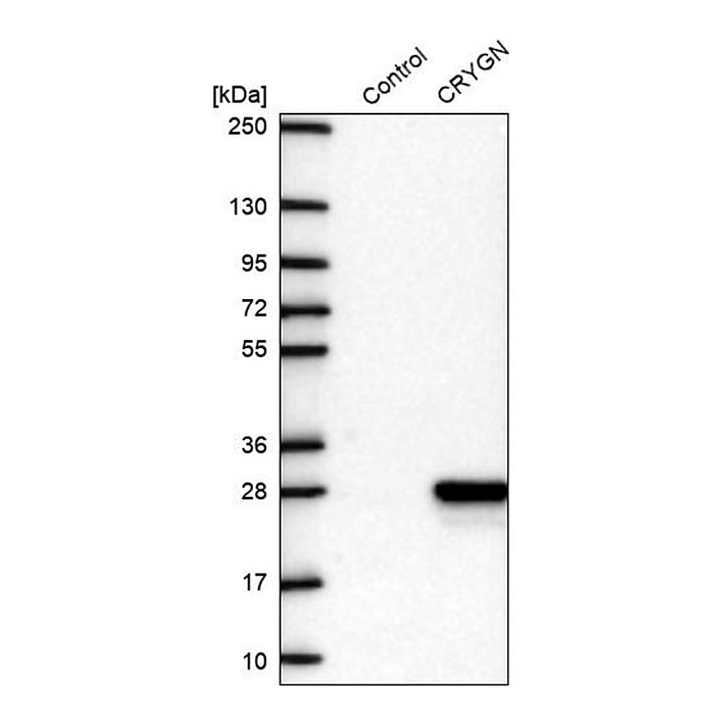 Merck Anti-CRYGN antibody produced in rabbit