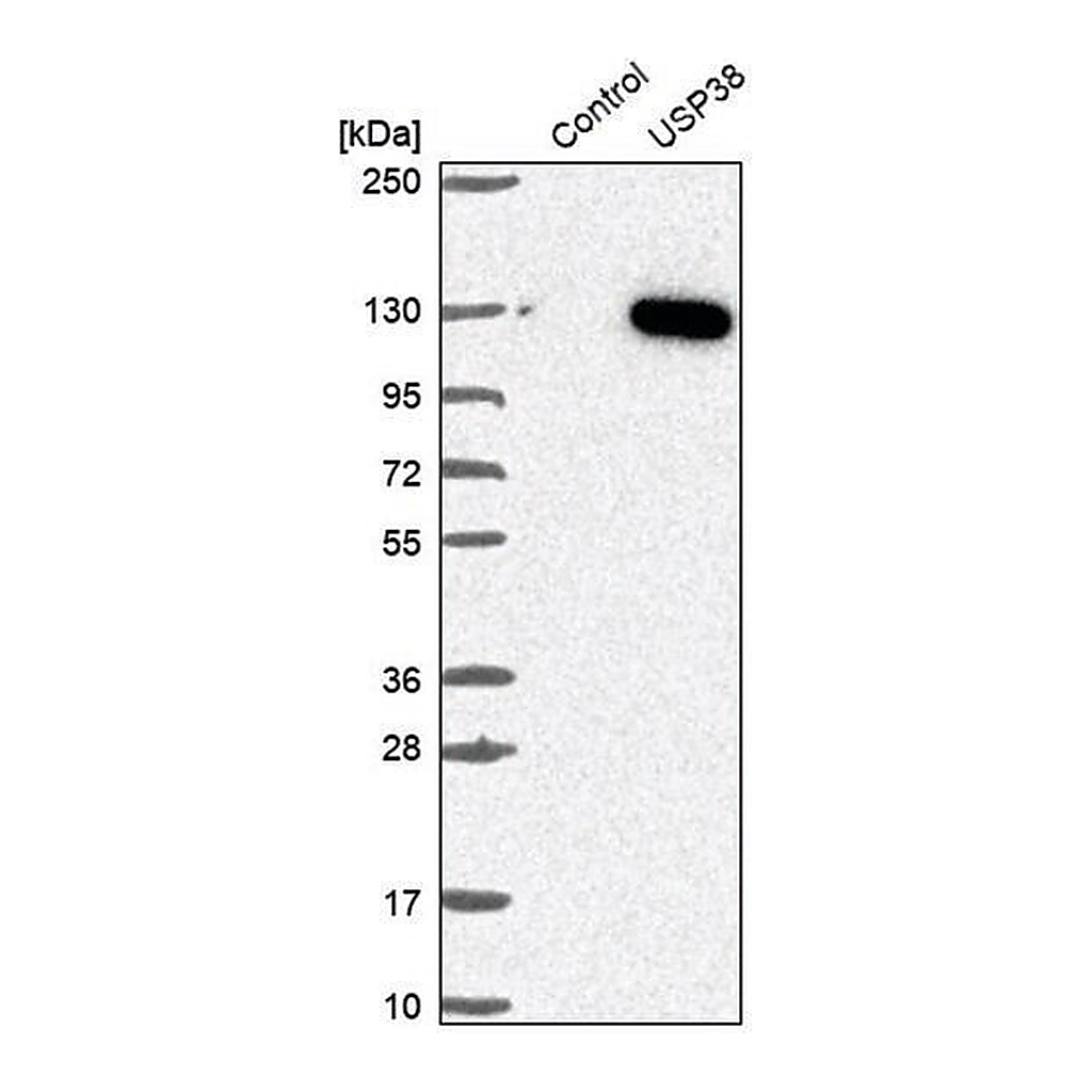 Merck Anti-USP38 antibody produced in rabbit