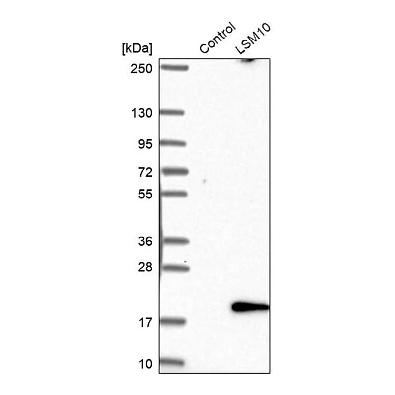 Merck Anti-LSM10 antibody produced in rabbit