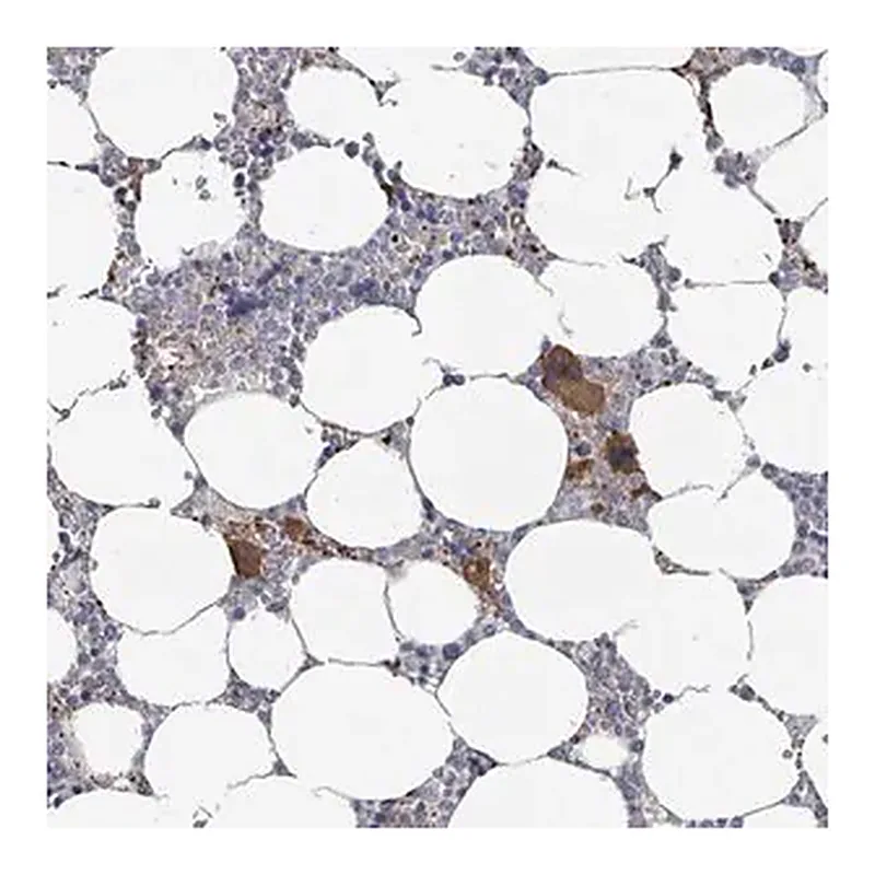 Merck Anti-PLAUR antibody produced in rabbit