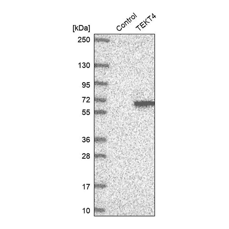 Merck Anti-TEKT4 antibody produced in rabbit