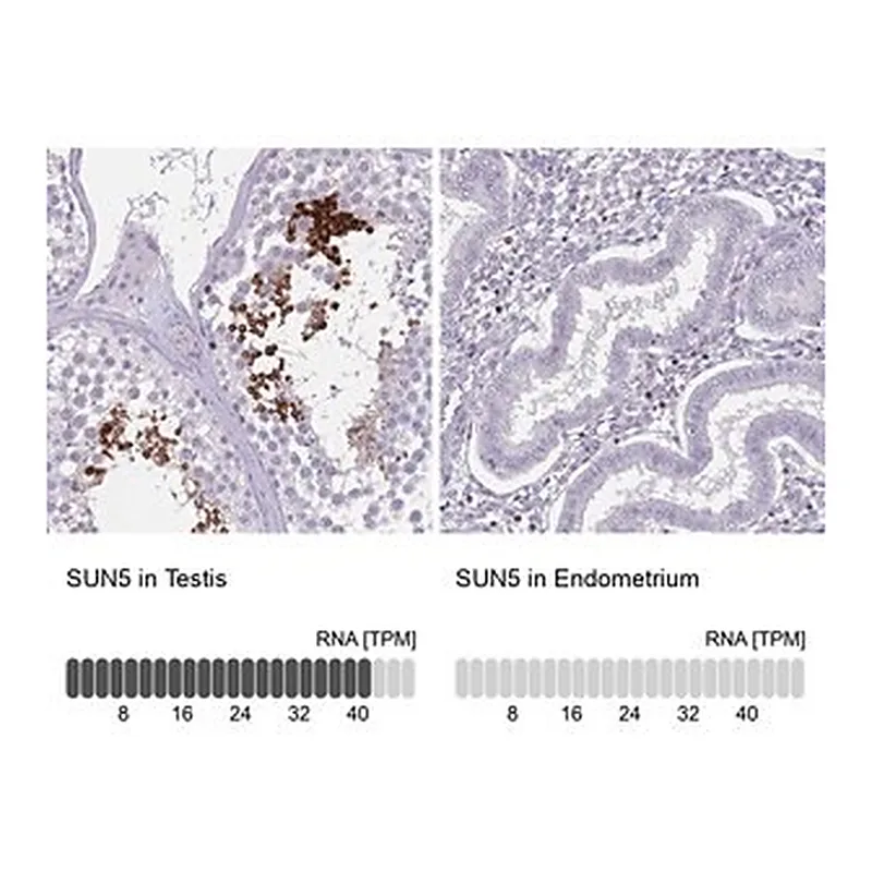 Merck Anti-SUN5 antibody produced in rabbit