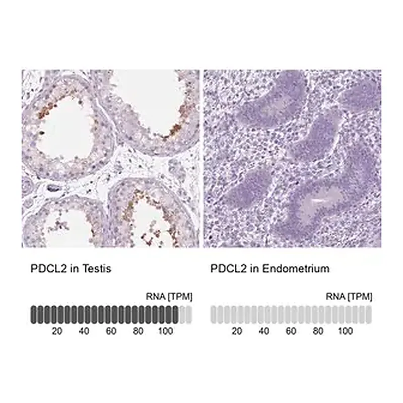 Merck Anti-PDCL2 antibody produced in rabbit